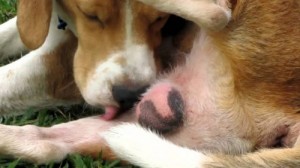 Create meme: Olesha, mountain dog puppy sleeping, Basset hound puppies 3 weeks