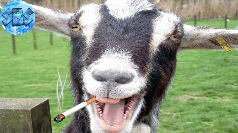 Create meme: goat , funny goat , goat with a cigarette
