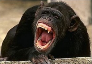Create meme: Comedy, grin monkey, chimpanzees