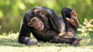 Создать мем: самец шимпанзе, шимпанзе бонобо, шимпанзе смешные