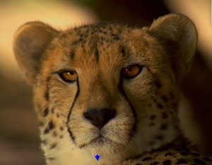 Create meme: the muzzle of a Cheetah, Cheetah