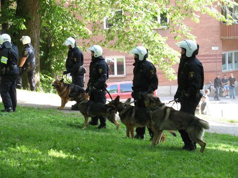 Create meme: german shepherd search service, police dog, police dogs in action