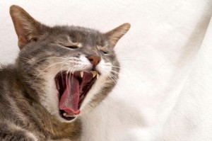 Создать мем: пасть кота, девушка кот зевает, кот зевает арт