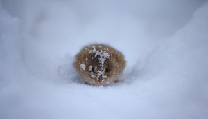 Create meme: mouse home, weak Blizzard, vole without a tail