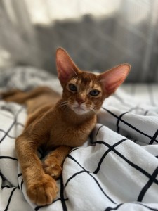 Create meme: Abyssinian cat