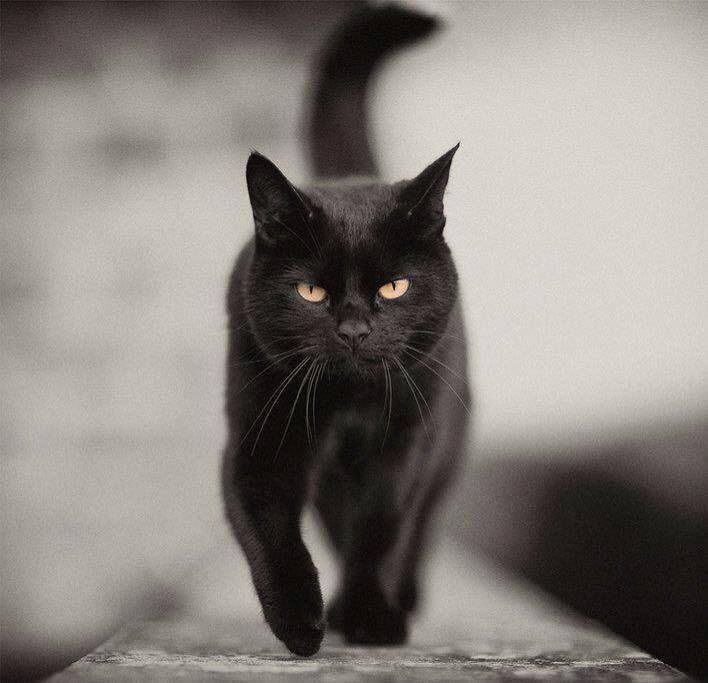 Черный Кот Белая Кошка Фото