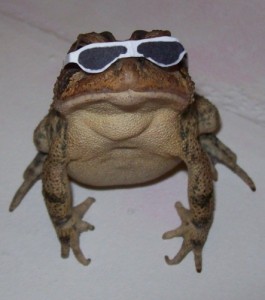 Создать мем: жабка, смешные лягушки, frog meme