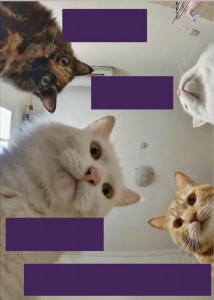 Create meme: Pets, dogs cats, cat