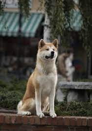 Create meme: Hachiko dog breed, Akita inu Hachiko, the dog Hachiko
