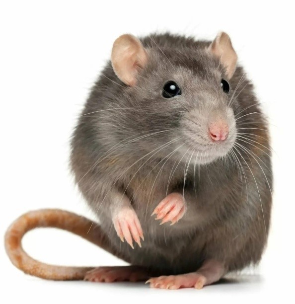 Создать мем: серая крыса на белом фоне, крыса и мышь, крыса на белом фоне