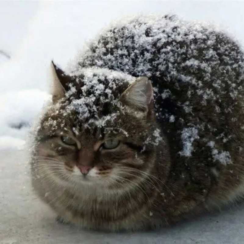 Create meme: a cat in the snow, cat in the snow, cat in winter