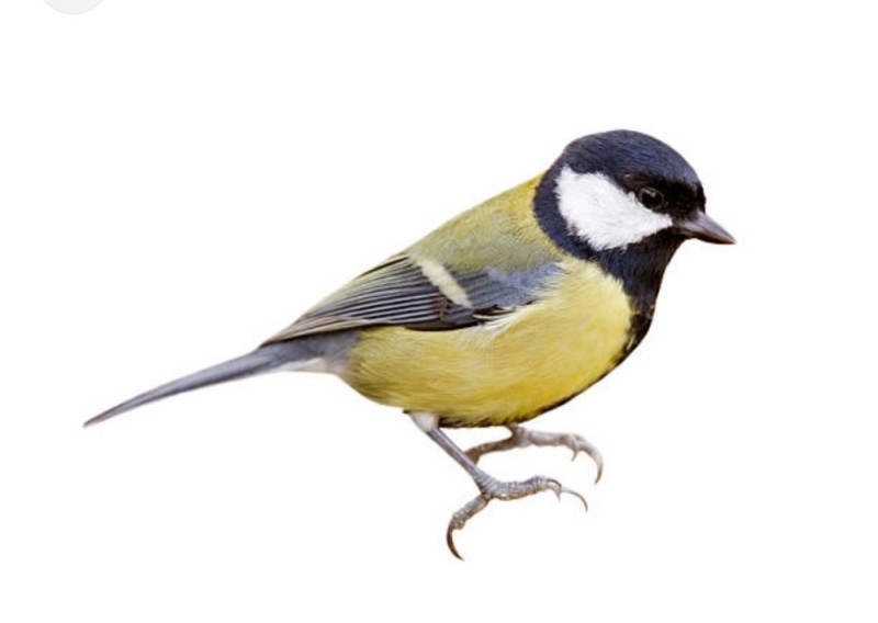 Create meme: blue tit on a white background, chickadee , tit on a white background