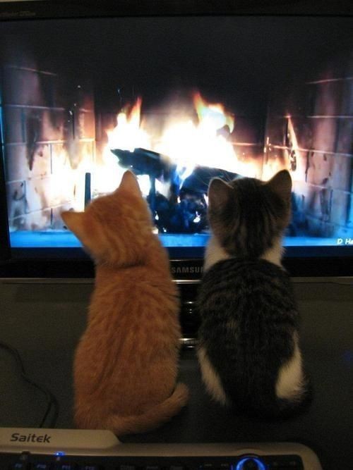 Create meme: cat by the fireplace, watching TV , the cat is watching TV