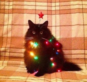 Создать мем: черный кот новый год, кот кот, кот шар