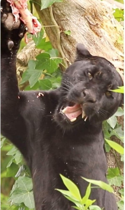 Create meme: black panther jaguar, Panther , black jaguar