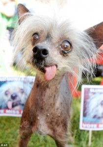 Create meme: the ugliest dog, the funniest dog pictures in the world, Chinese crested terrible