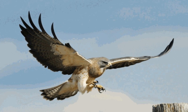 Create meme: falcon peregrine falcon hawk kite, falcon hawk kite, The soaring falcon