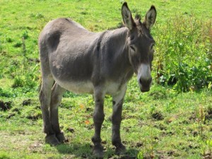Создать мем: donkey, серый ослик фото, ишак фото