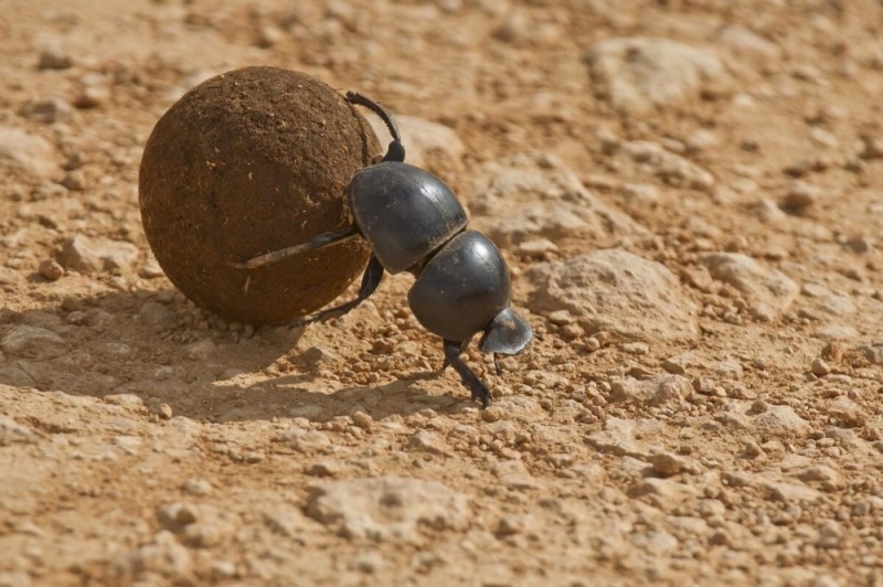 Create meme: the beetle beetle scarab, the scarab in the desert, dung beetle 