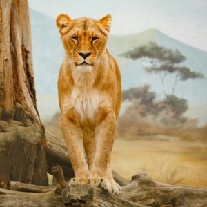 Create meme: Leo, lioness, photos of a lioness