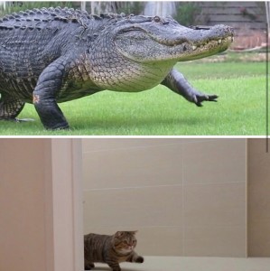 Create meme: crocodile, alligators