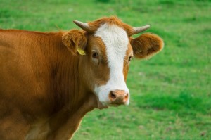 Create meme: cow red, beautiful cow, calves