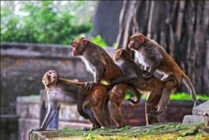 Create meme: Group admins hahahaha, man fuck monkey, family of monkeys