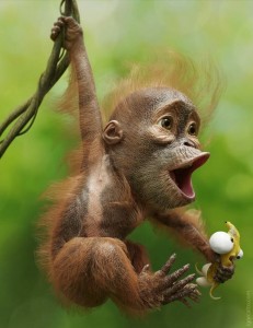 Create meme: orangutan, happy monkey, monkeys