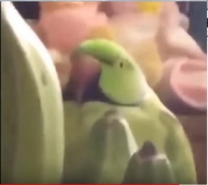 Создать мем: a banana, parrot, попугай матерится
