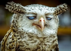 Create meme: owls, sleepy owl, funny owls