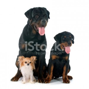 Create meme: Rottweiler white, Rottweiler sitting, puppies Rottweiler