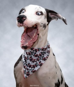 Создать мем: необычные породы собак фото, ошейник, собака с необычной мордой