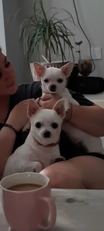 Create meme: mini Chihuahua, Chihuahua , breed Chihuahua