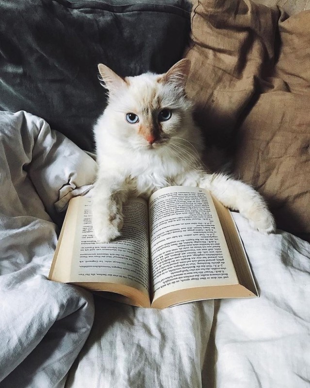 Create meme: cute cat with a book, cat with a book, the cat is reading a book