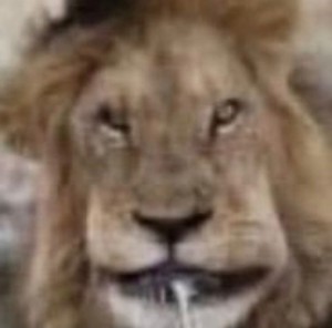 Create meme: Leo the lion, Leo