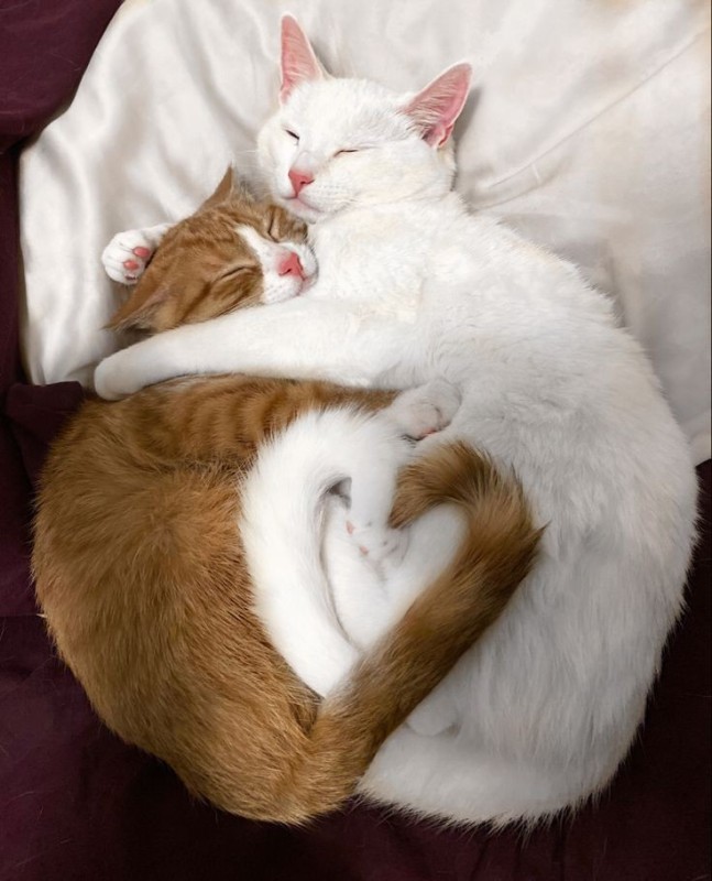 Create meme: cats hugging, cute cats together, hugging cats