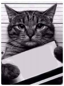 Create meme: the cat is the culprit, a cat with a sign, cat criminal with a sign