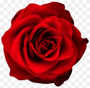 Создать мем: роза без фона, роза роза, красные розы на белом фоне