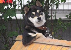 Create meme: dog, Siberian husky, funny husky pictures with captions