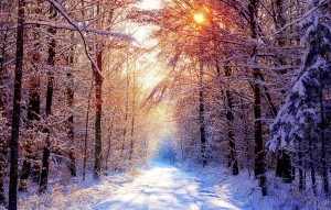 Create meme: winter landscapes, winter, winter forest
