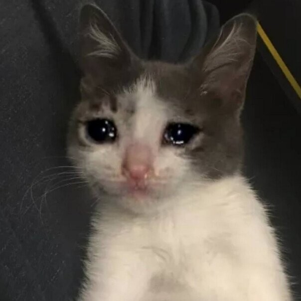 Создать мем: кот грустный, грустный котик мем, плачущие коты