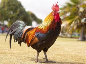 Create meme: fiery cock, the cock bird, rooster
