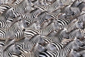 Create meme: Zebra, zebra, One thousand seventy