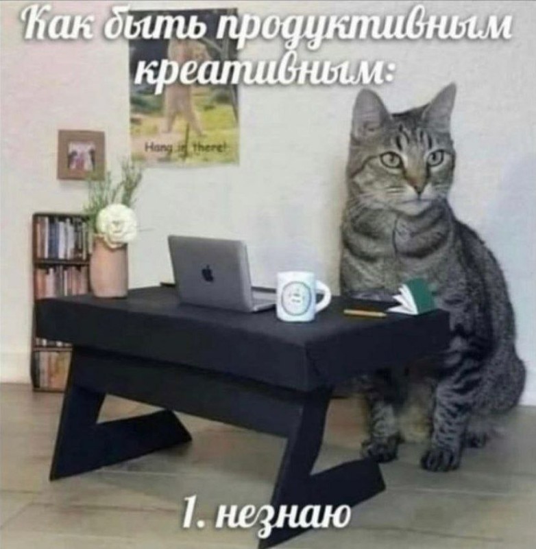 Создать мем: котики, забавные животные, кот за ноутбуком