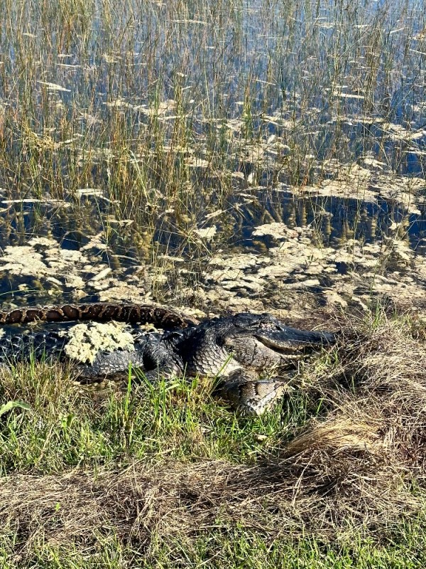 Create meme: Sochi python and crocodile, anaconda ate a crocodile, crocodile alligator
