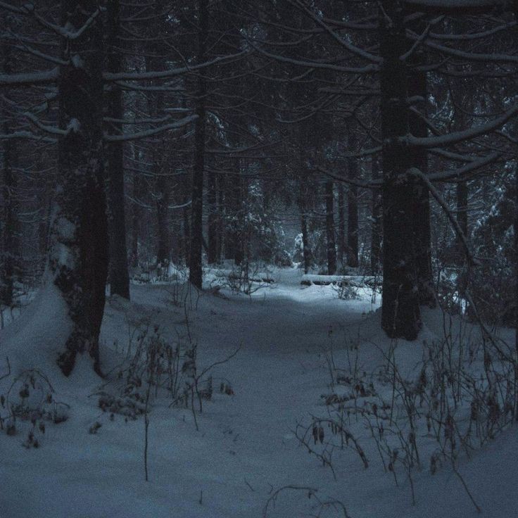 Создать мем: снег лес, зимний пейзаж в лесу, темный зимний лес