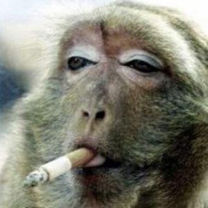 Create meme: Smoking, looks like a girl who smokes monkey, monkey cigarette money
