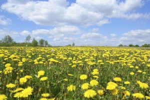 Create meme: Traven, may, field of dandelions