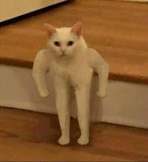 Создать мем: кот качок мем оригинал, мем белый кот, кот с руками мем