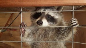 Create meme: curious raccoon, raccoon gargle, raccoons